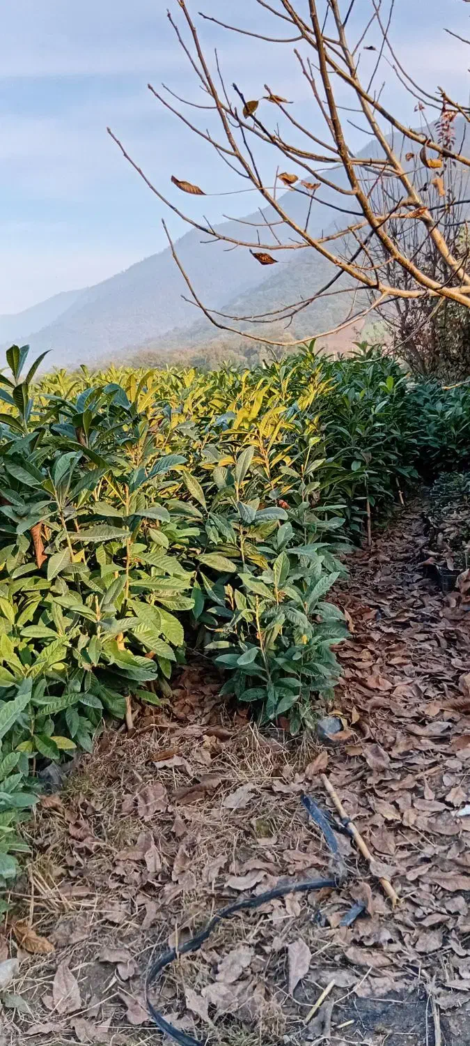 نهال ازگیل|گل و گیاه طبیعی|خان ببین, |دیوار