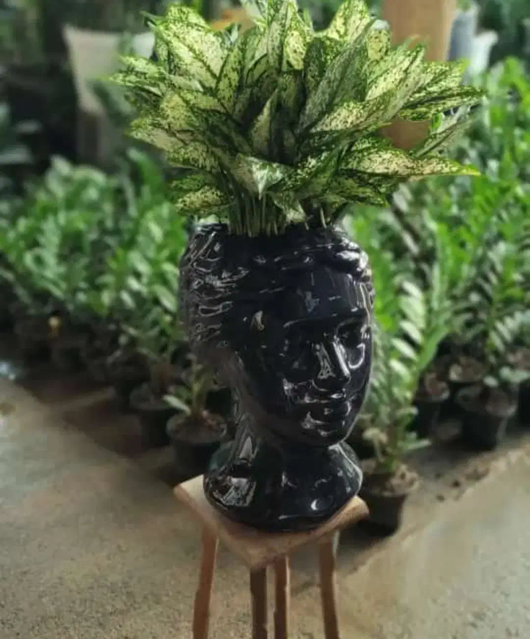 فروش گل گیاه نهال|گل و گیاه طبیعی|محمدیه-قزوین, |دیوار