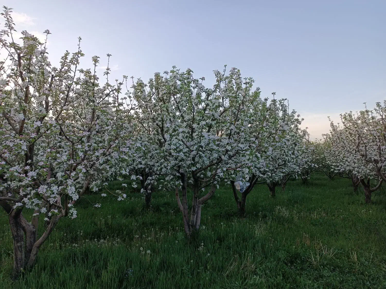 باغ جوان ومثمر|فروش زمین و ملک کلنگی|نهاوند, |دیوار