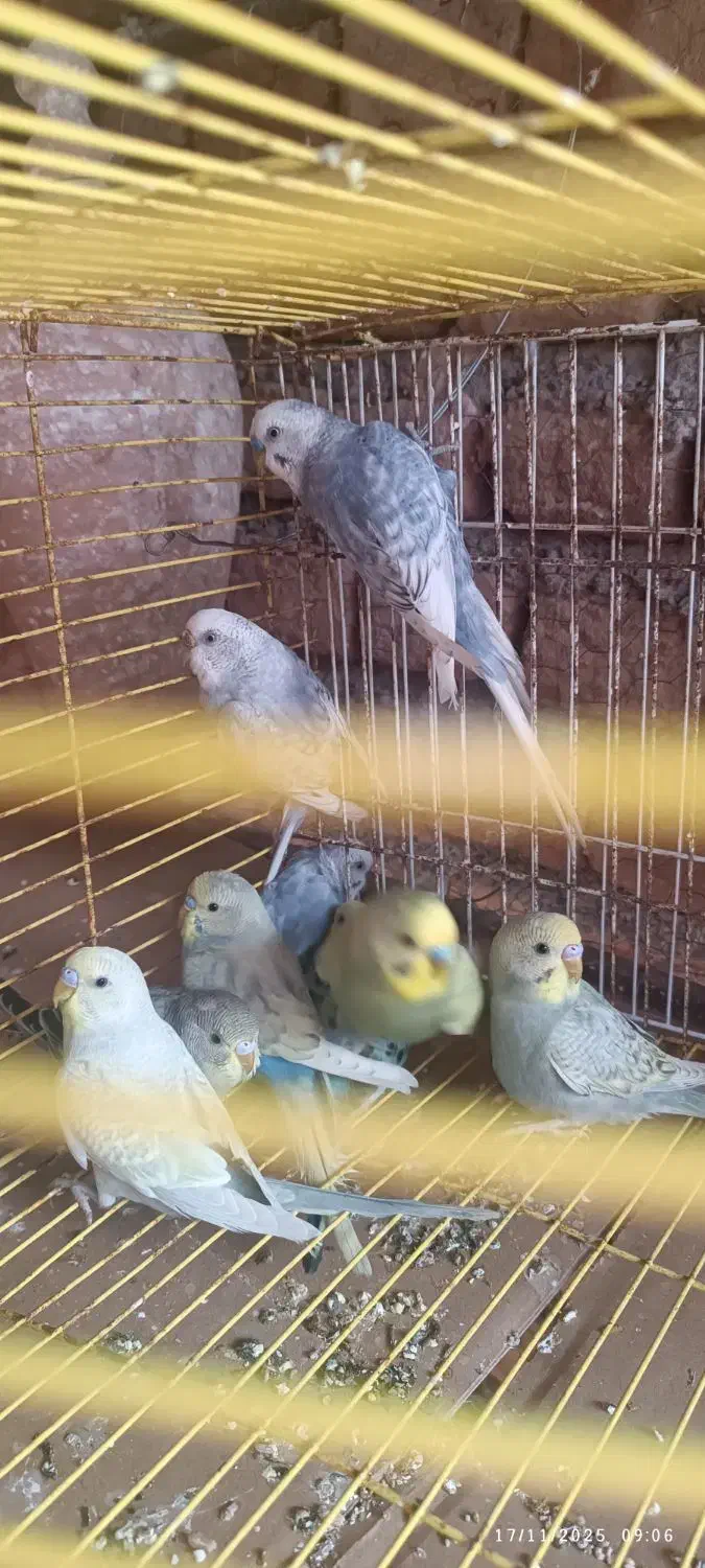 هشتا مرغ عشق اسپنگل|پرنده|خان ببین, |دیوار