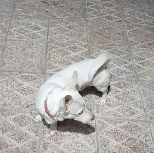 واگزاری سگ|سگ|سبزوار, مدرس|دیوار