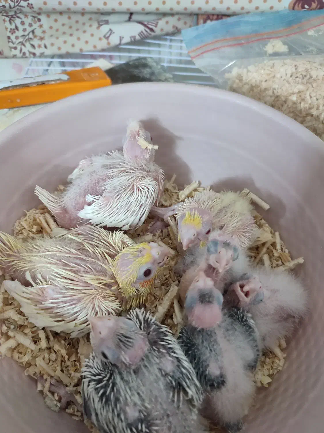 جوجه عروس هلندی سرلاکی|پرنده|مشهد, شهید قربانی|دیوار