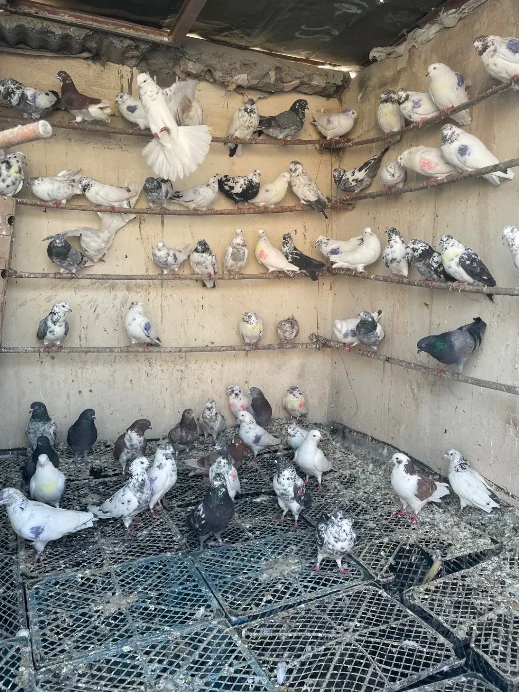 ۱۰۰عدد کفتر گم کردم|حیوانات|قم, زنبیل آباد|دیوار