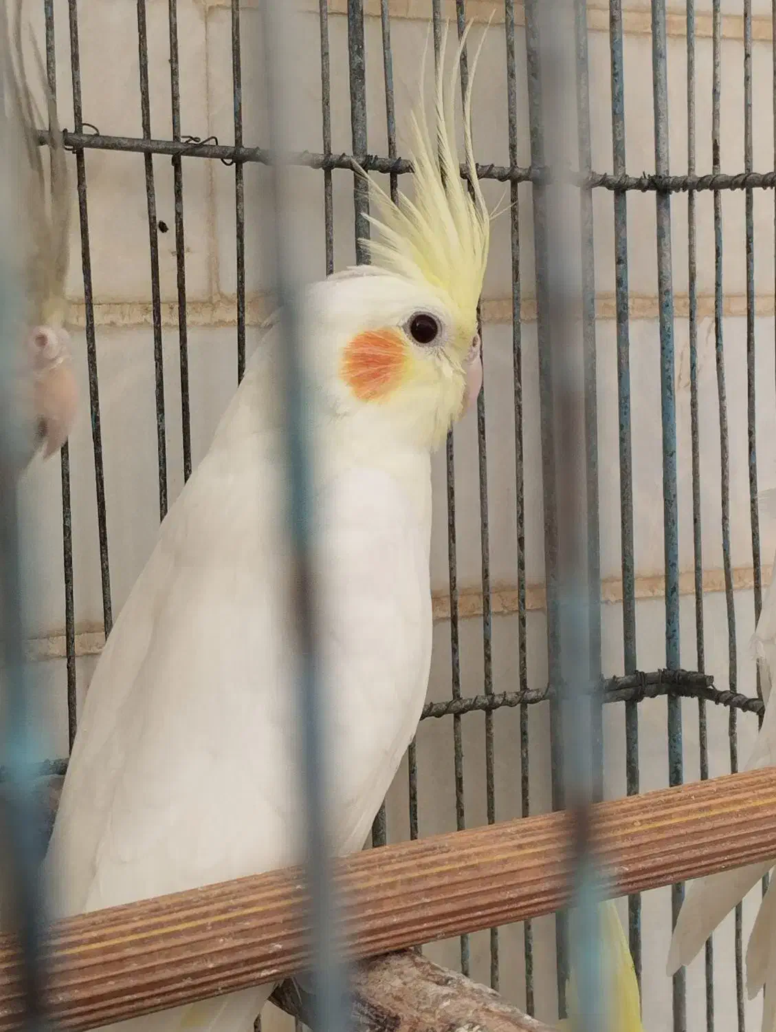 عروس هلندی مولد و سالم|پرنده|قم, قلعه عموحسین|دیوار