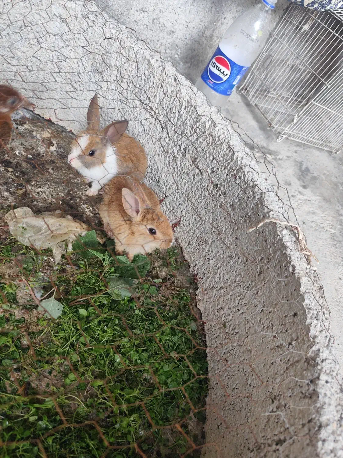 خرگوش|موش و خرگوش|آق قلا, |دیوار