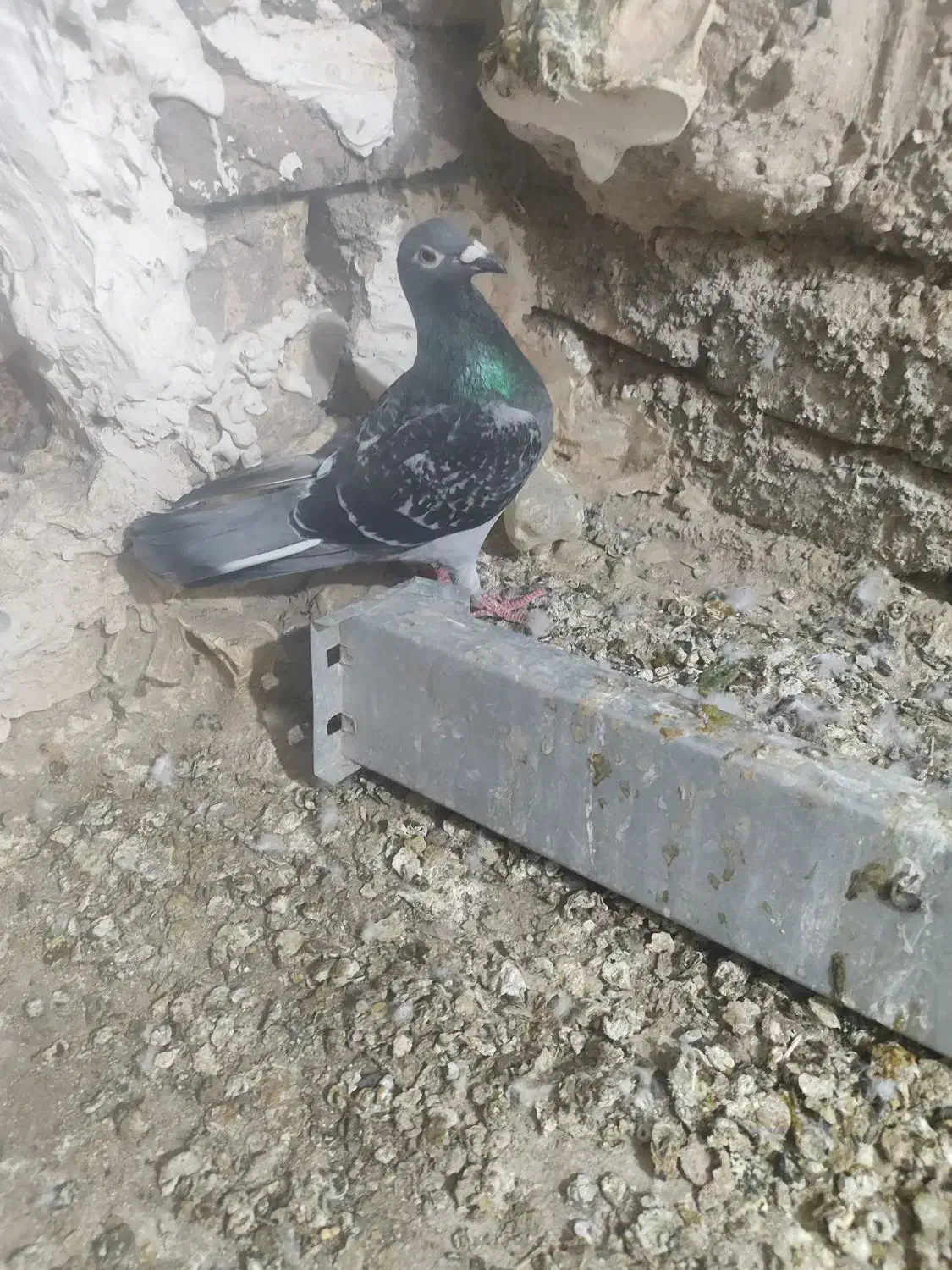 کفتر گم شده|حیوانات|شاهرود, |دیوار