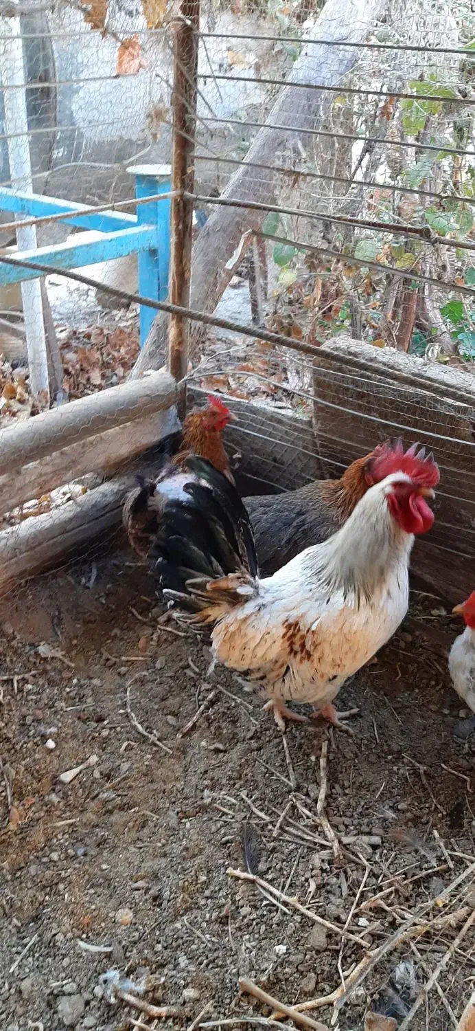 ۱۲ عدد مرغ و خروس|حیوانات مزرعه|کرمان, |دیوار