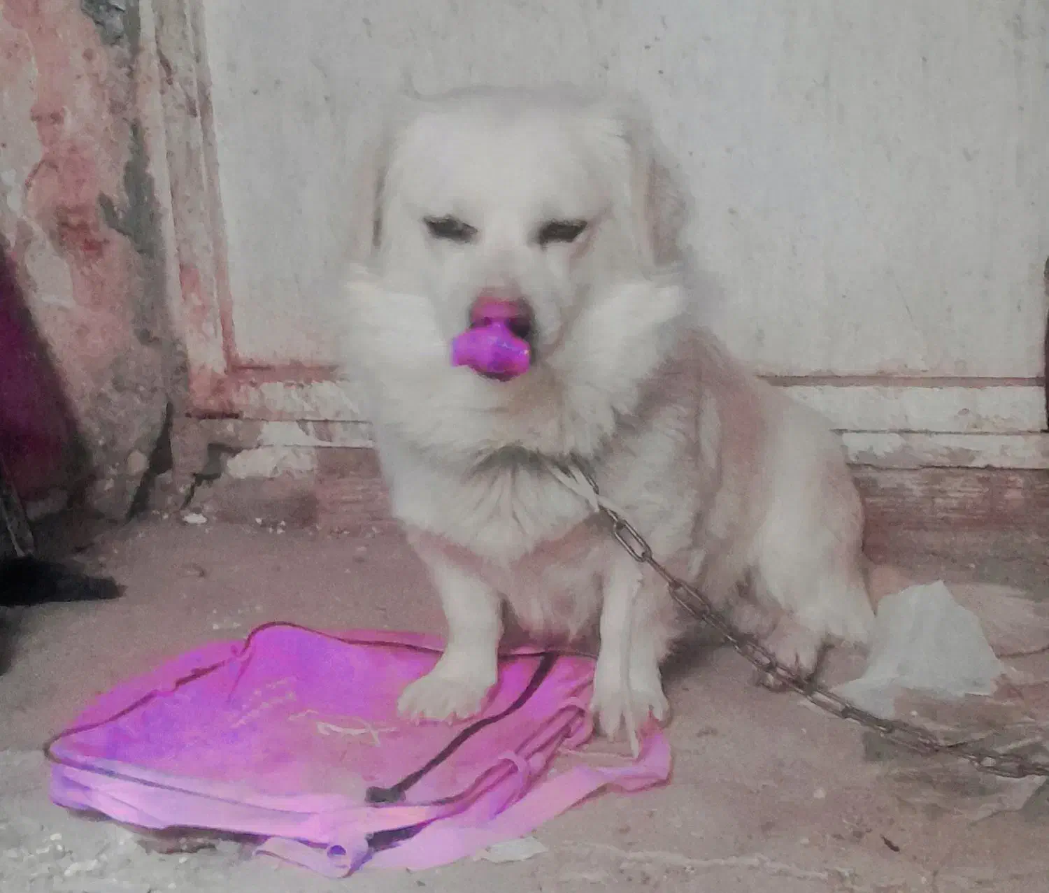 سگ و حیوانات خانگی|سگ|اسلامآباد غرب, |دیوار