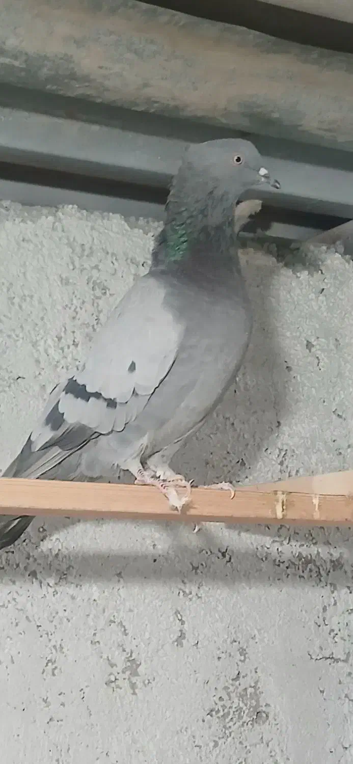 کبوتر  پرشی|پرنده|شهریار, شهرک امیریه|دیوار