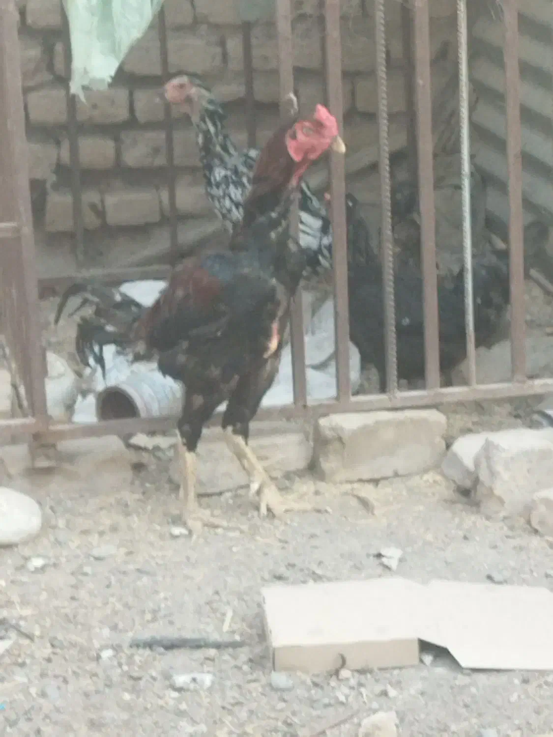 خروس چابهاری جوان مرغ گیر  اصل نصب دلر|پرنده|جیرفت, |دیوار