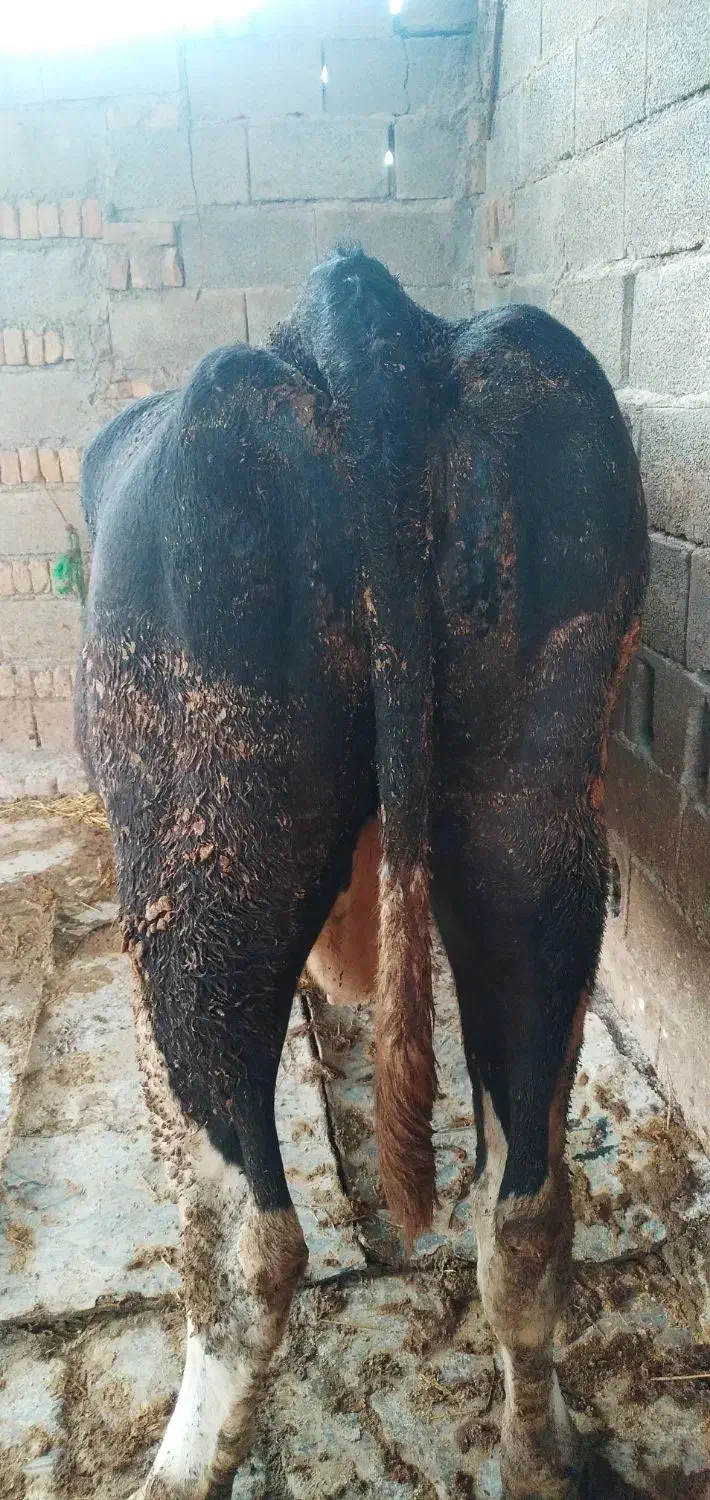 گاو|حیوانات مزرعه|آق قلا, |دیوار