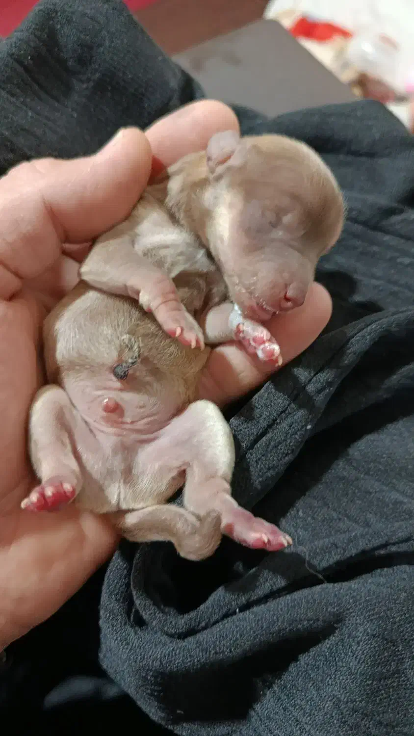 پاکوتا گم شده ماده ۱۰ساله|حیوانات|مراغه, |دیوار