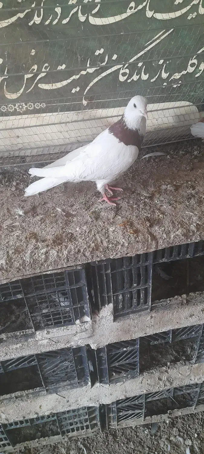 ۳ تا باشی قرمز|پرنده|پارسآباد, |دیوار