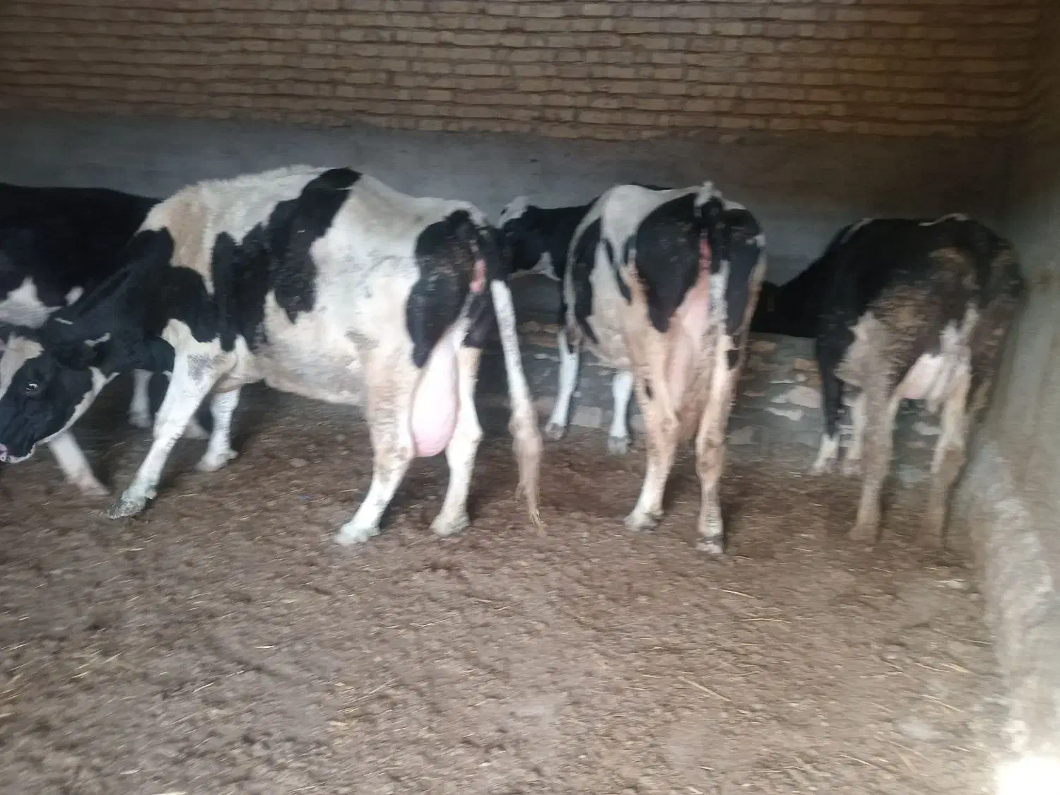 گاووتلیسه|حیوانات مزرعه|شیروان (خراسان), |دیوار