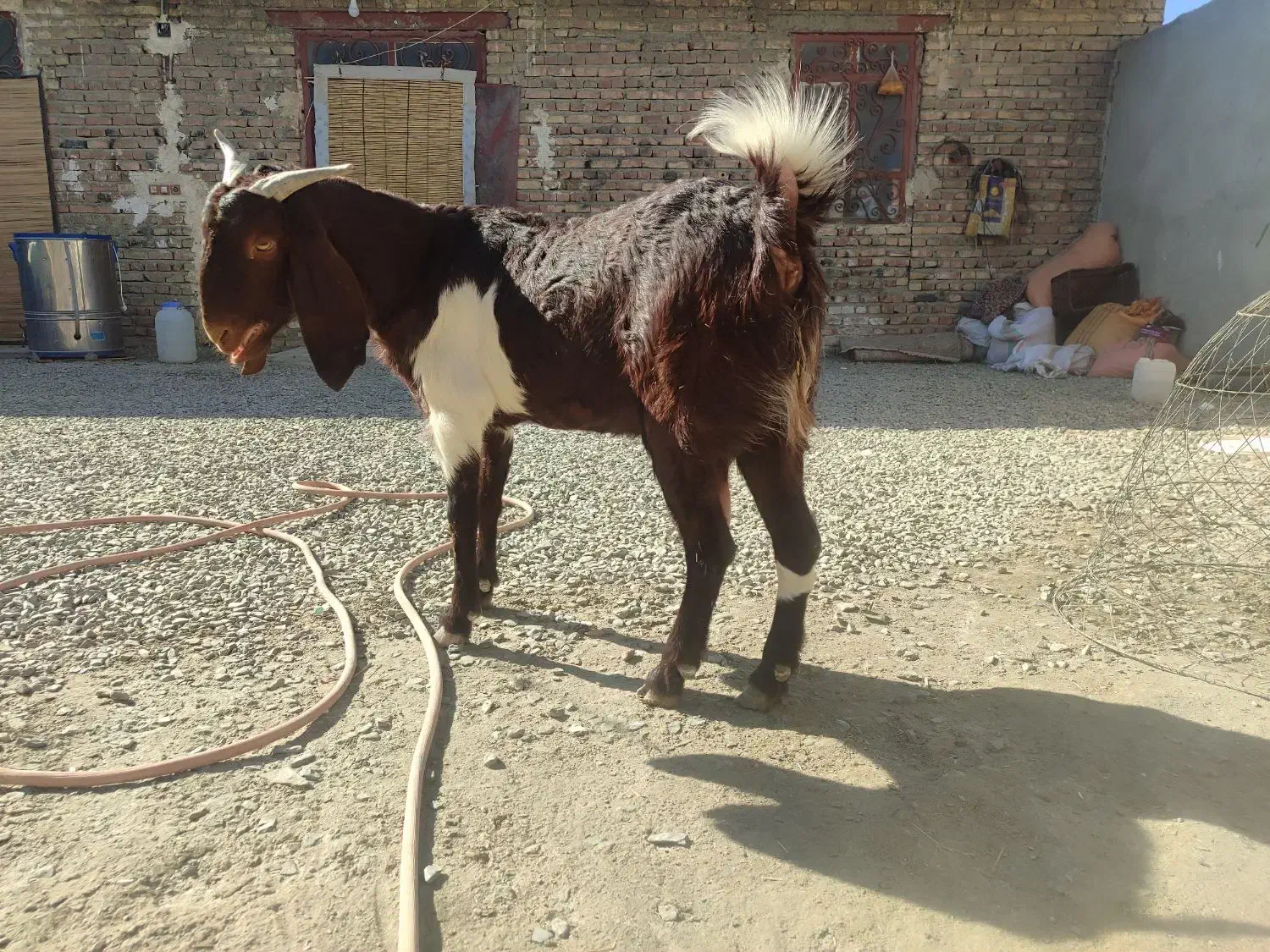 بز کاموری و پطیری|حیوانات مزرعه|سراوان, |دیوار