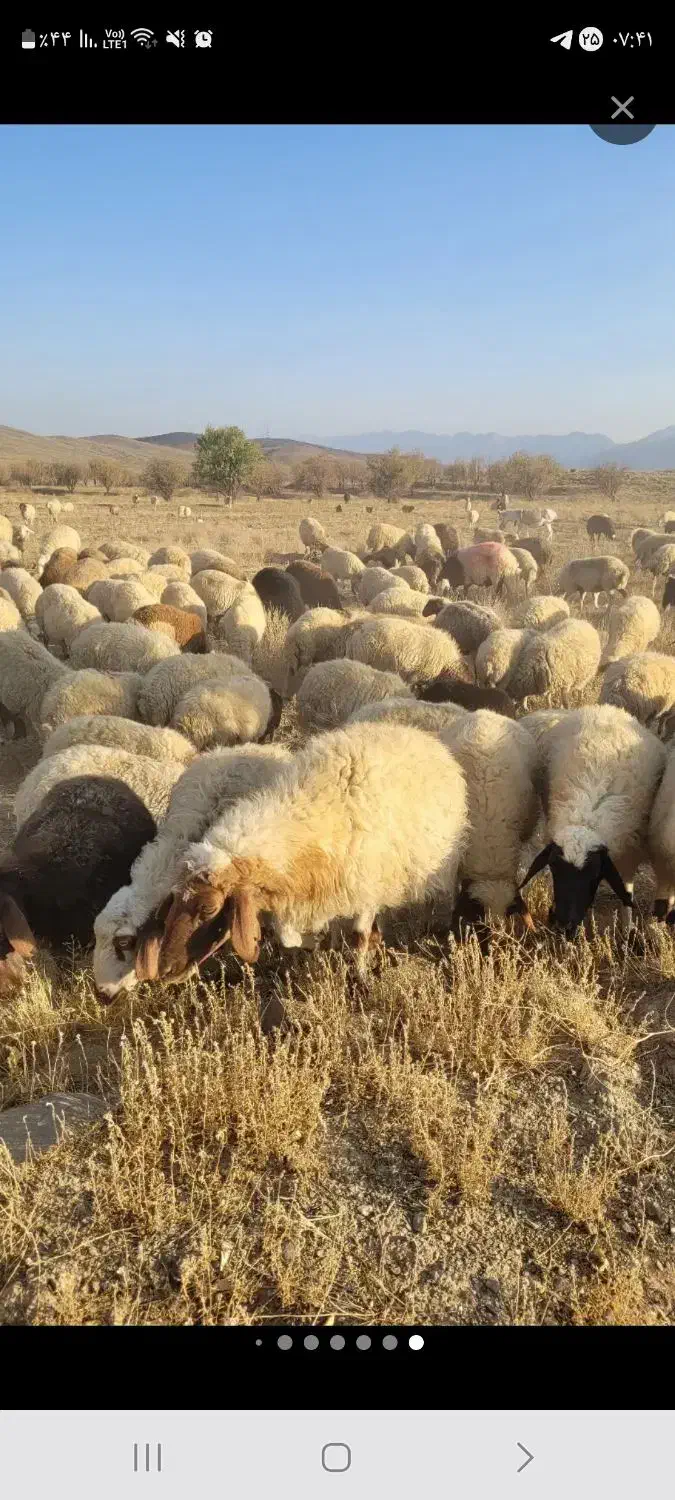 گوسفند زنده|حیوانات مزرعه|گلپایگان, |دیوار