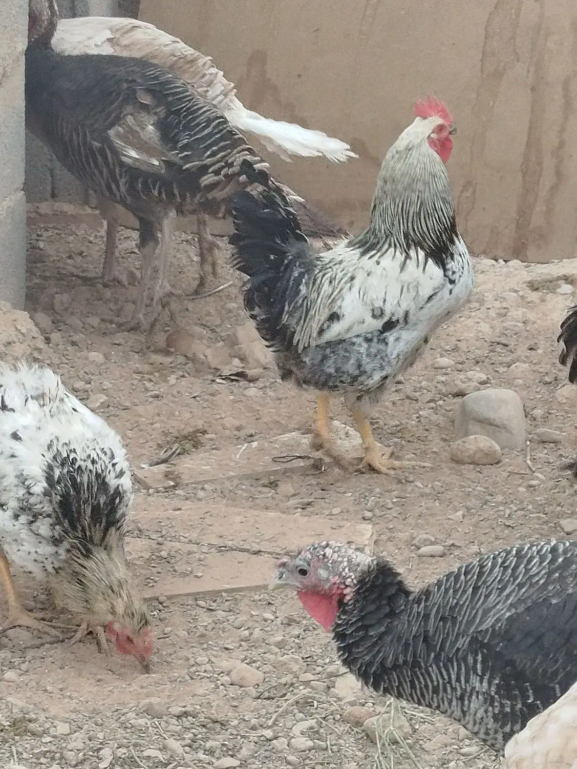 خروس و بوقلمون محلی جوان|حیوانات مزرعه|هشتگرد, ینگی امام|دیوار