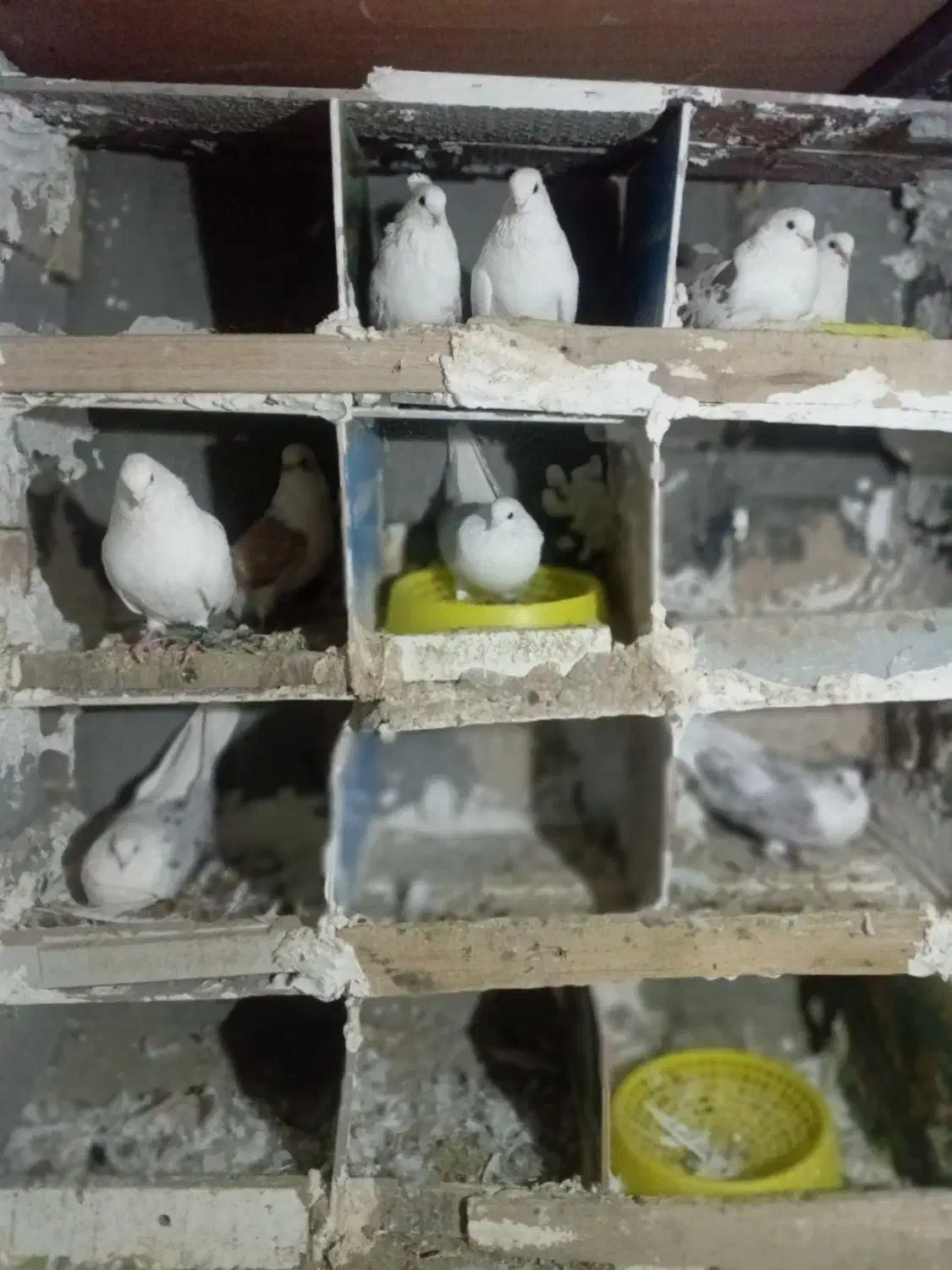 کبوتر|پرنده|بیجار, |دیوار