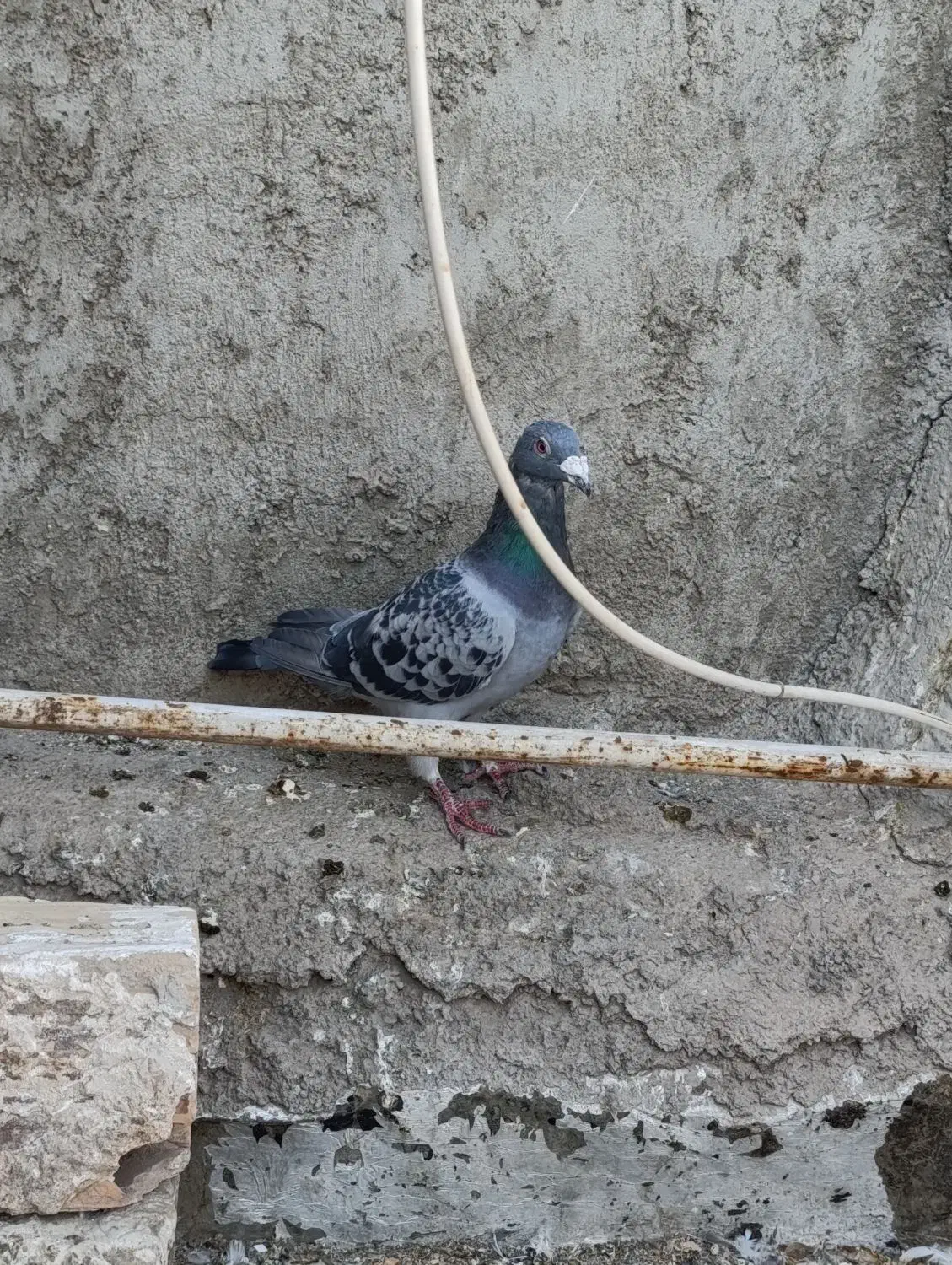 پلاکی|پرنده|اشتهارد, |دیوار