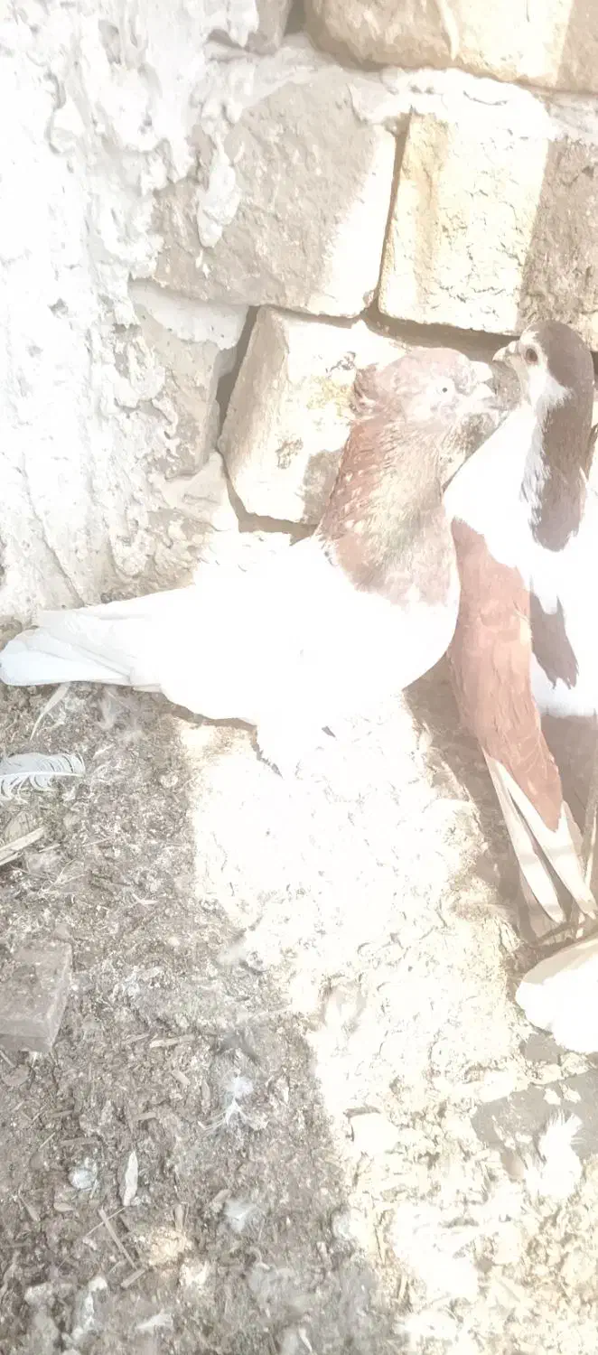 کبوتر|پرنده|چناران, |دیوار