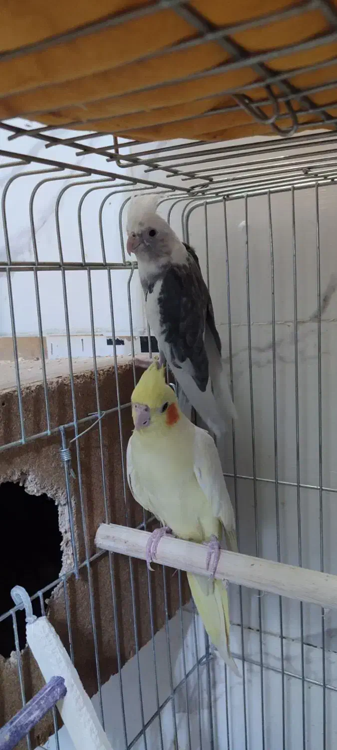 عروس هلندی مولد  سرحال|پرنده|زابل, |دیوار