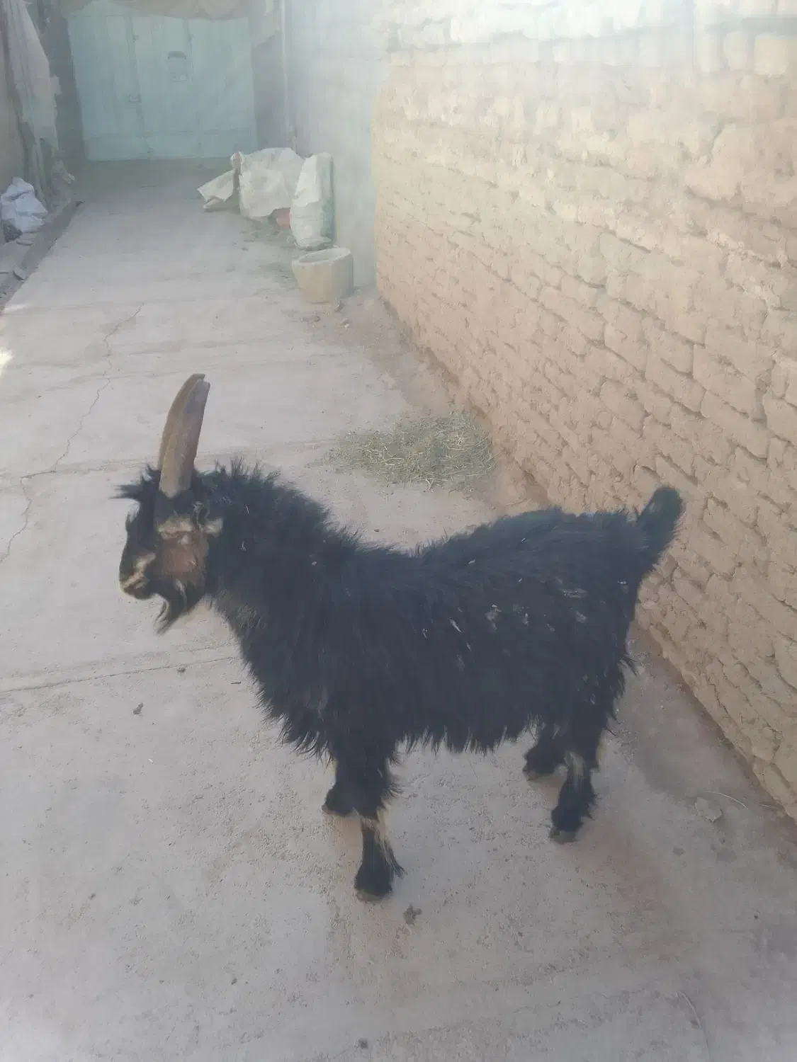 پیش رو|حیوانات مزرعه|بروجن, |دیوار