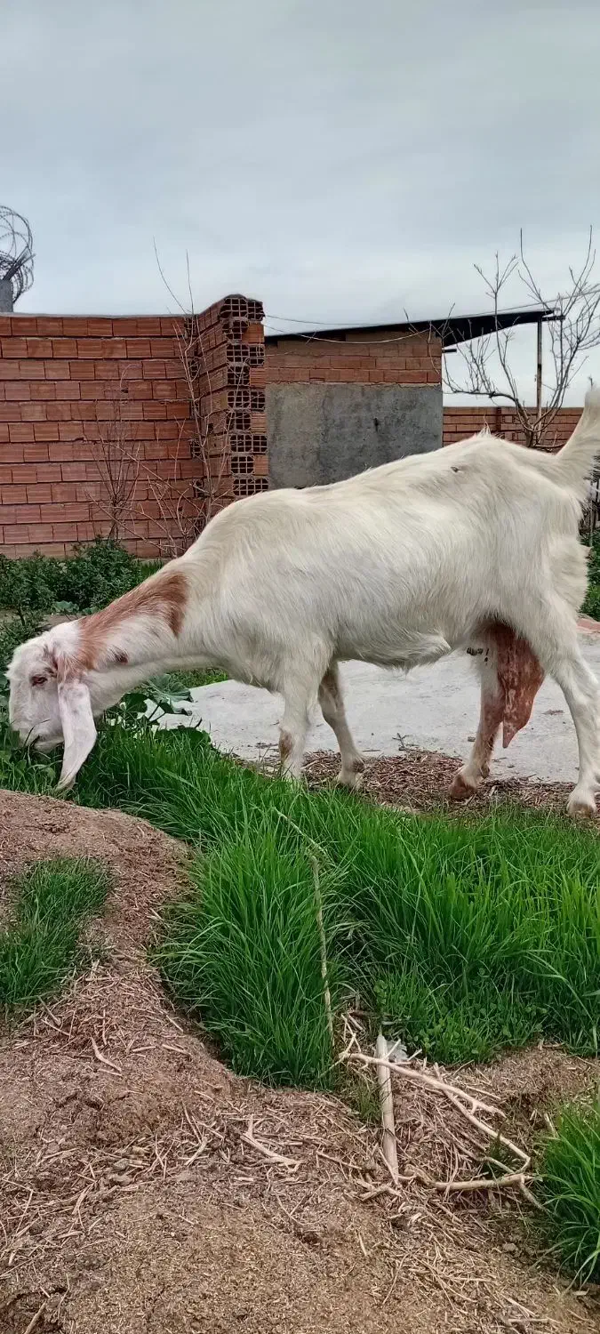 بز پاکستانی|حیوانات مزرعه|سیمین شهر, |دیوار