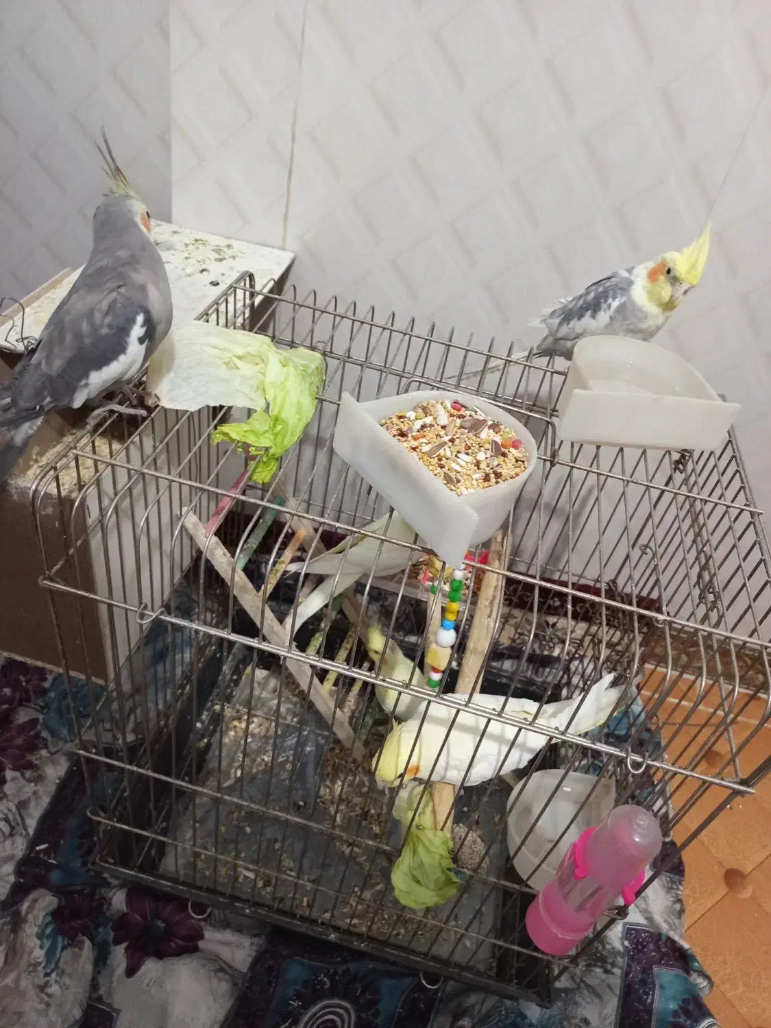 عروس هلندی|پرنده|پاکدشت, حصار امیر|دیوار