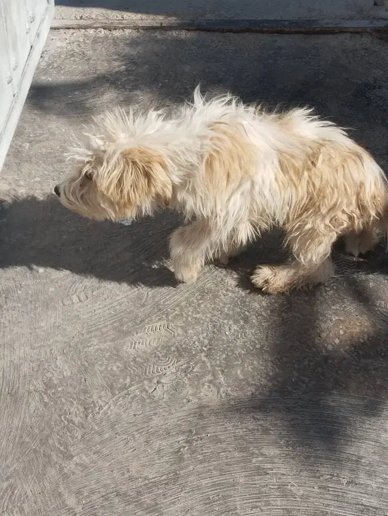 سگ پشمالو خونگی|سگ|فسارود, |دیوار