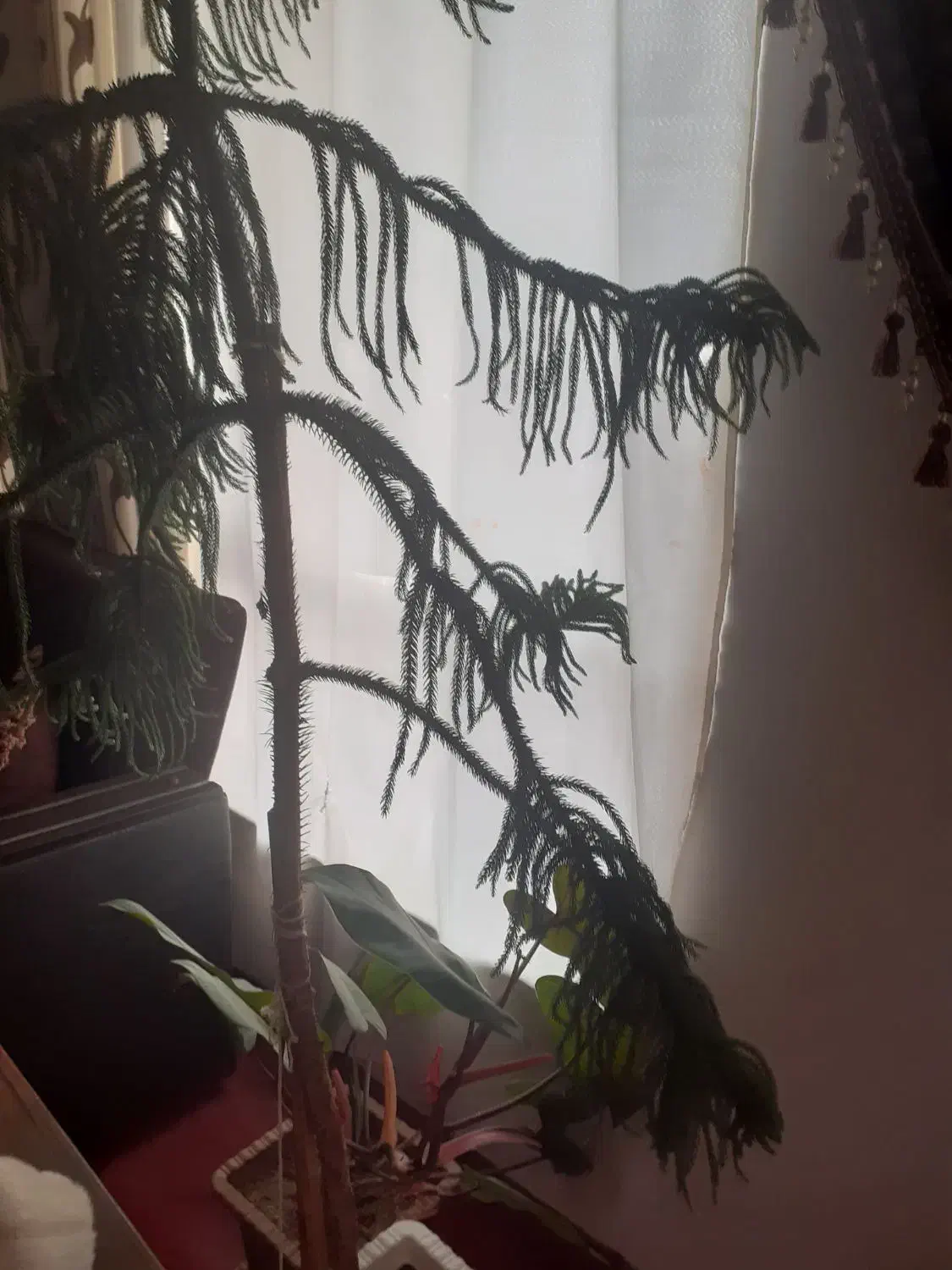 گل آپارتمانی|گل و گیاه طبیعی|اهر, |دیوار