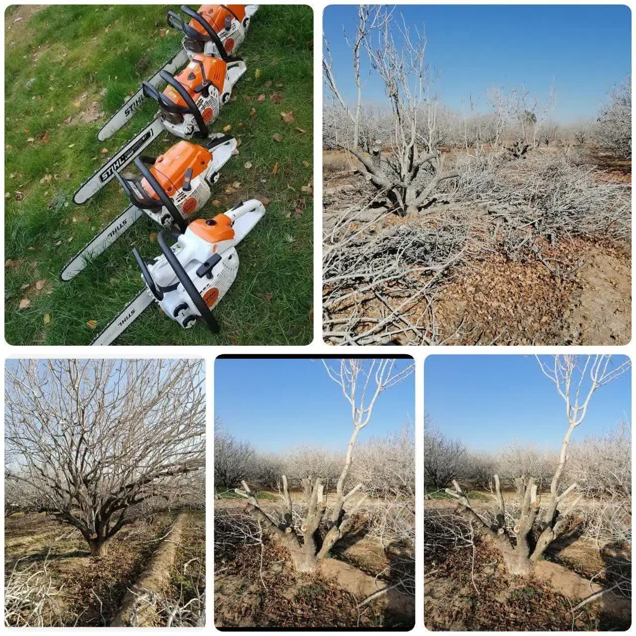 بریدن انواع درخت بااره موتوری|خدمات باغبانی و درختکاری|اردکان, |دیوار