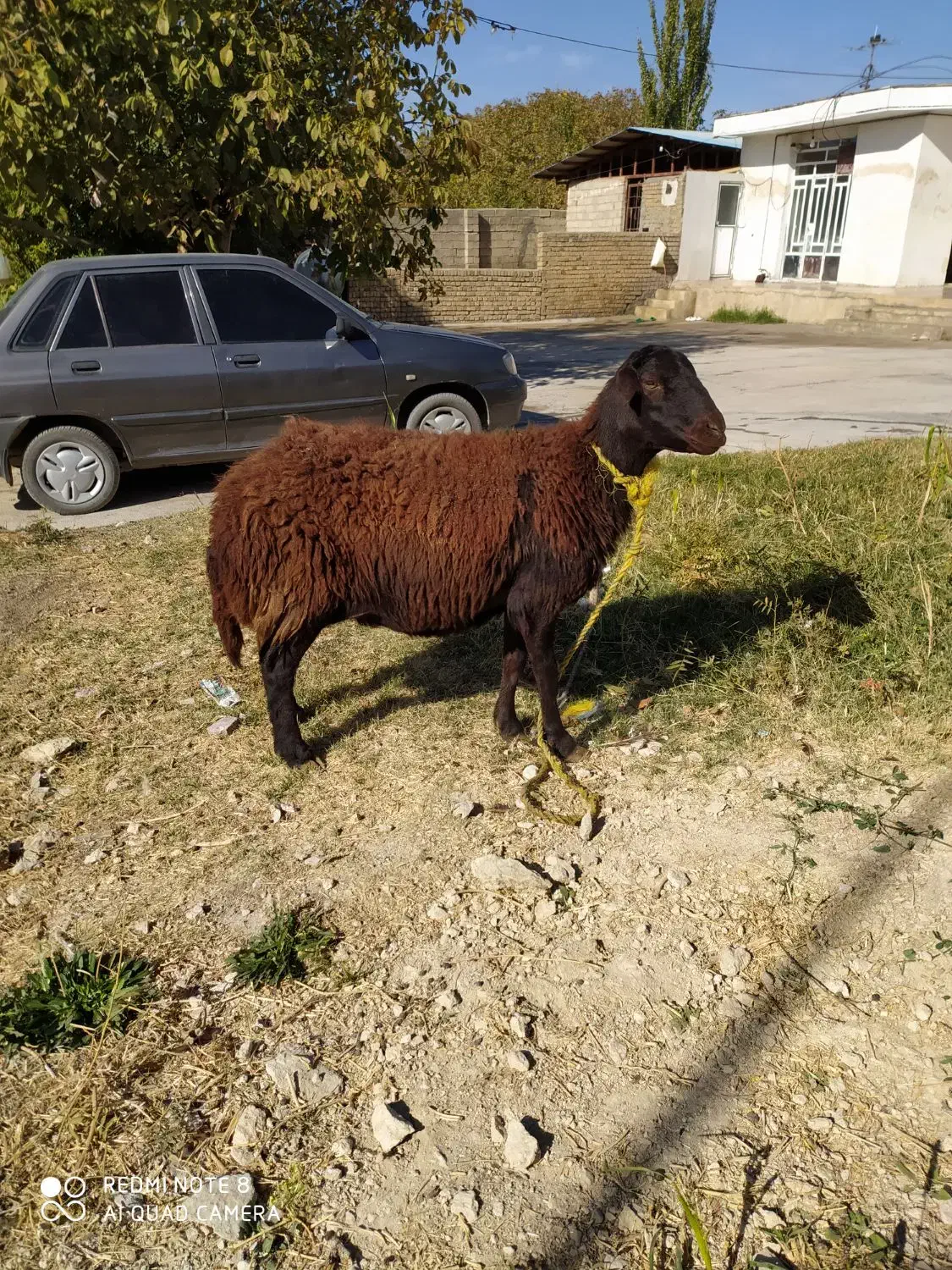 نوم خدا میش داشتی درجه یک ابستن|حیوانات مزرعه|زاغه, |دیوار