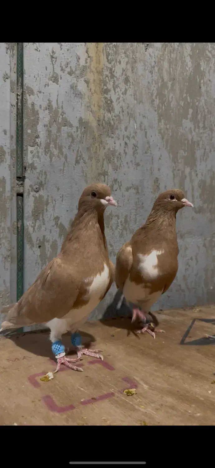 شهری.خوشرنگ زرد|پرنده|شیراز, برمشور علیا|دیوار