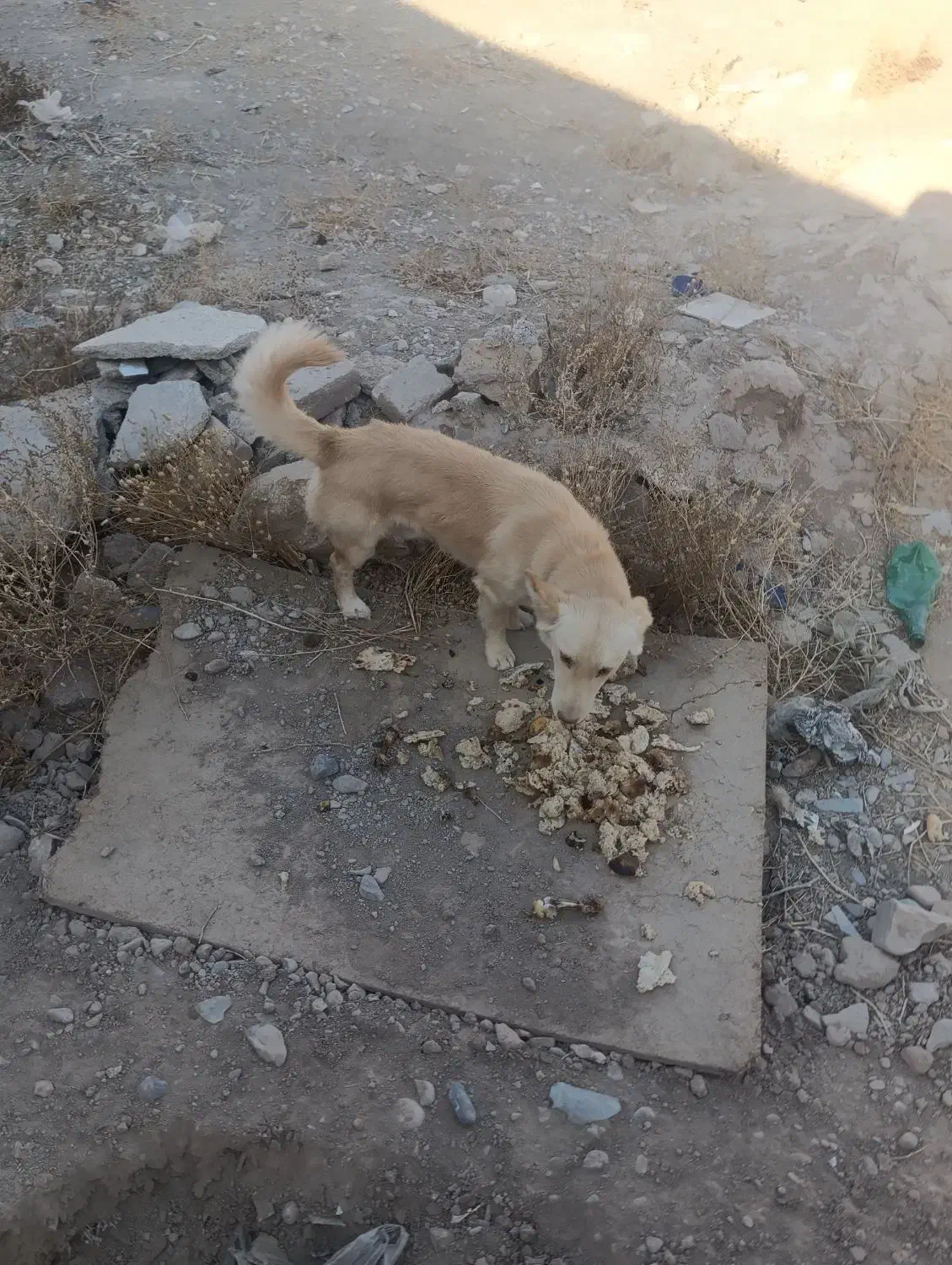 سگ پاکوتاه نژاد دار|سگ|گلبهار, بیزکی|دیوار