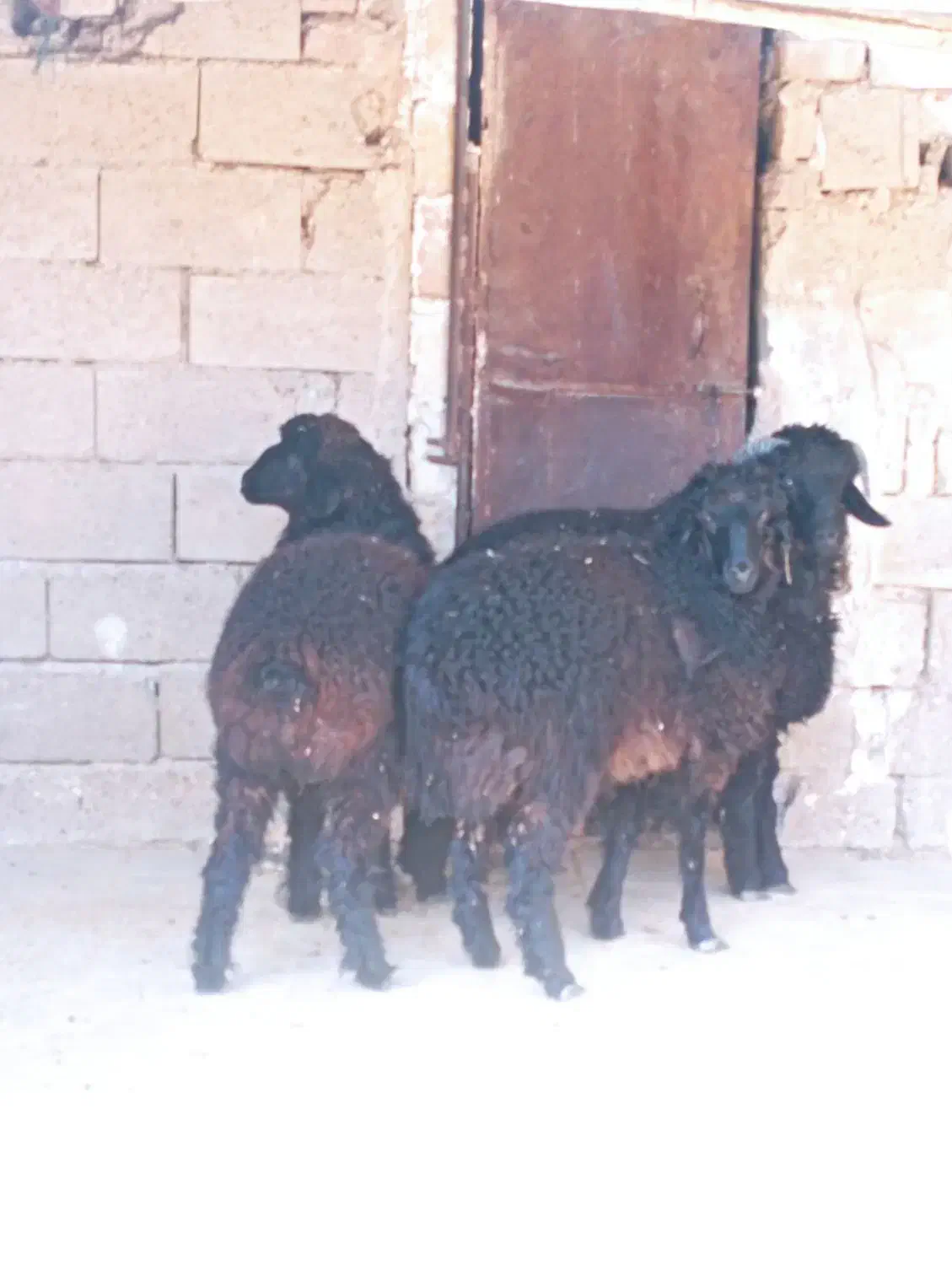 بره نر|حیوانات مزرعه|رونیز, |دیوار