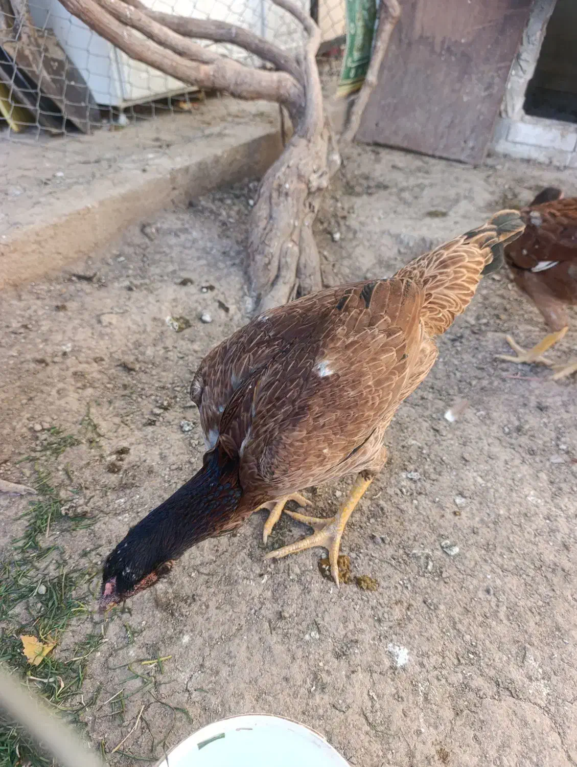 دو عدد|حراج|خوی, |دیوار