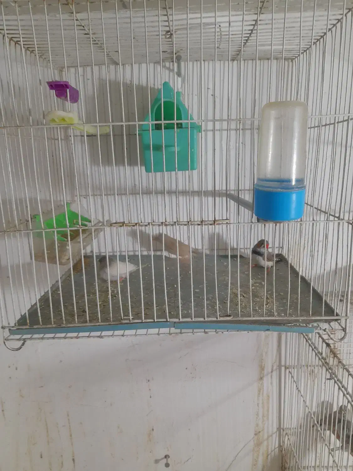 فنچ جفتکا با تخم و جوجه|پرنده|مشهد, پنجتن|دیوار