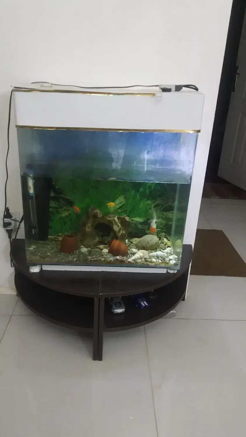 آکواریوم شیشه خم60*30|ماهی|همدان, |دیوار