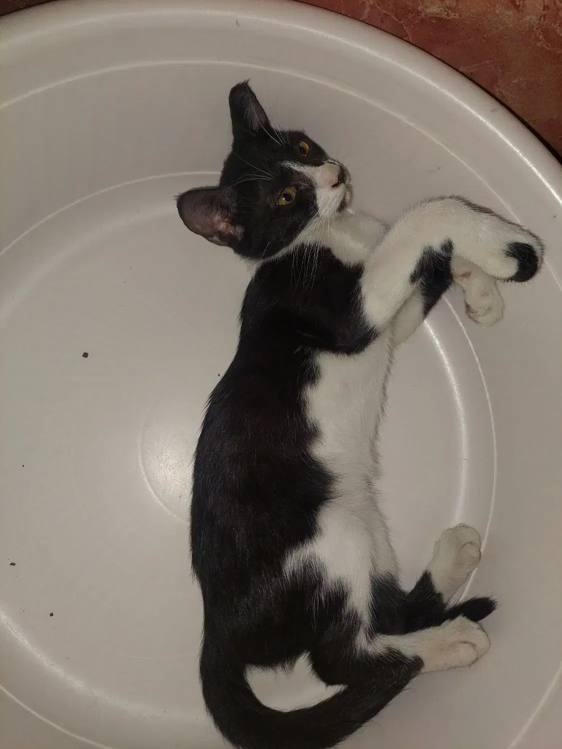 گم شده|حیوانات|چمران, |دیوار