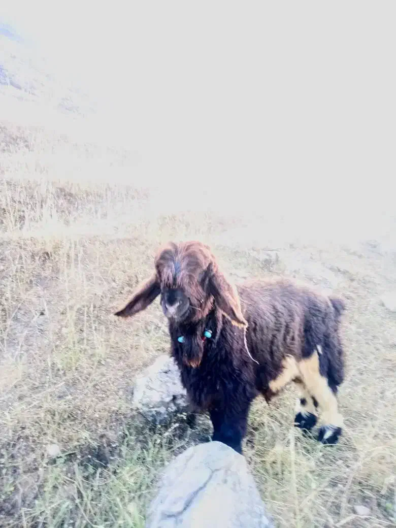 گندم کریم بز ،بره، بیگ|عمده‌فروشی|شوشتر, |دیوار