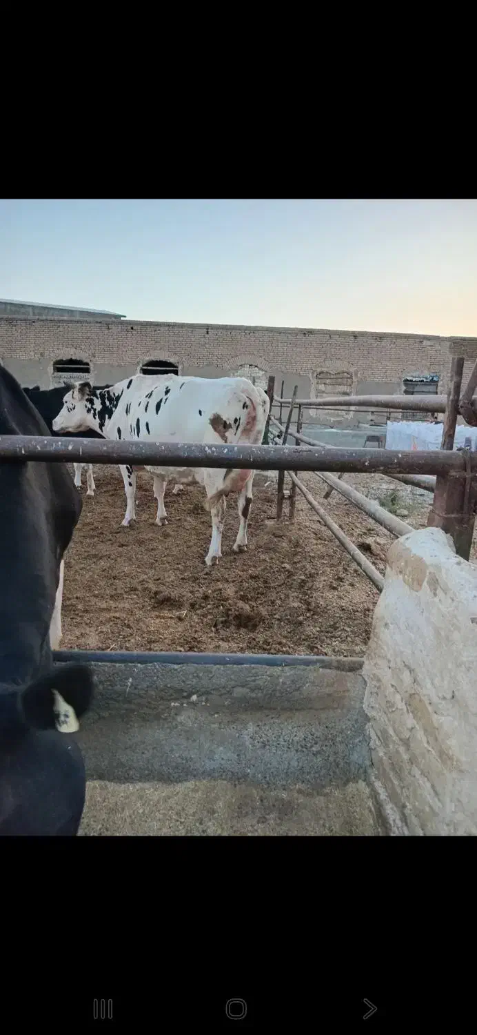 گاو ماده|حیوانات مزرعه|مشهد, شهید شهریاری|دیوار