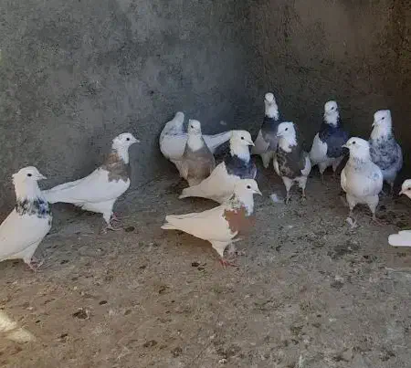 طوقی نرو ماده|پرنده|سنندج, |دیوار