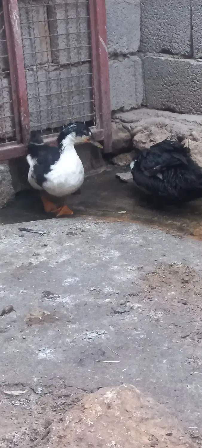 اردک نر ماده|حیوانات مزرعه|دره شهر, |دیوار