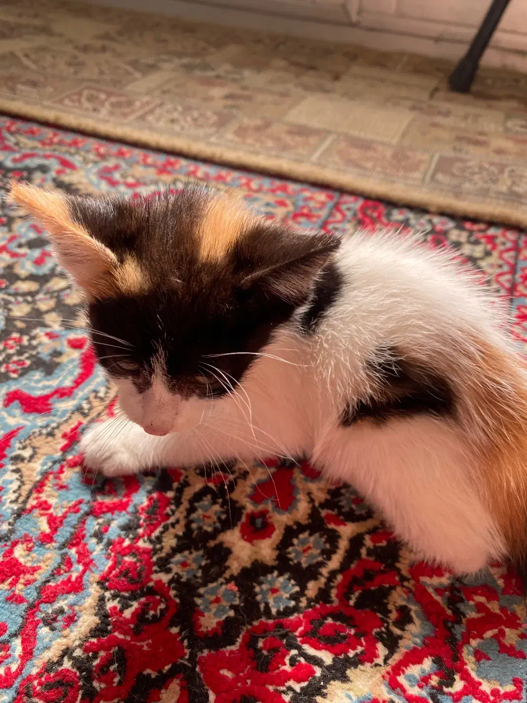 بچه گربه|گربه|رودسر, |دیوار