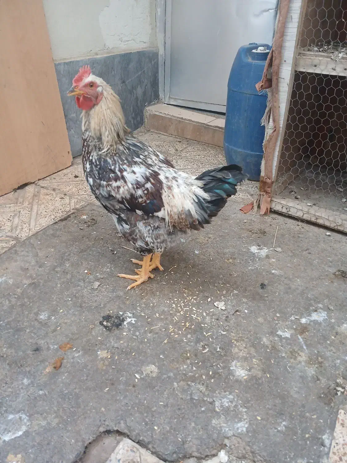 مرغ و خروس|حیوانات مزرعه|صوفیان, |دیوار