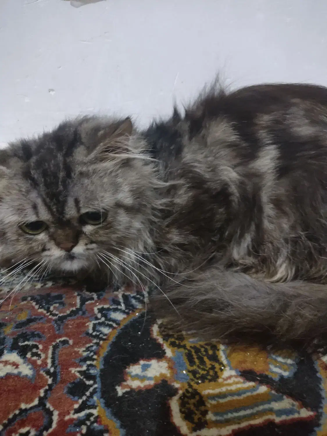 پرشین|گربه|لاهیجان, کوی خزر|دیوار