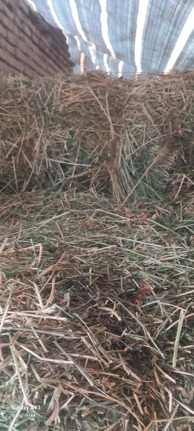 یونجه|عمده‌فروشی|میاندوآب, |دیوار