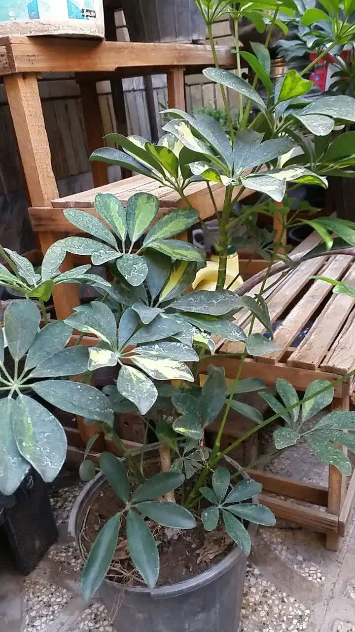 گل طبیعی نو از گلخانه|گل و گیاه طبیعی|مشهد, خواجه ربیع|دیوار