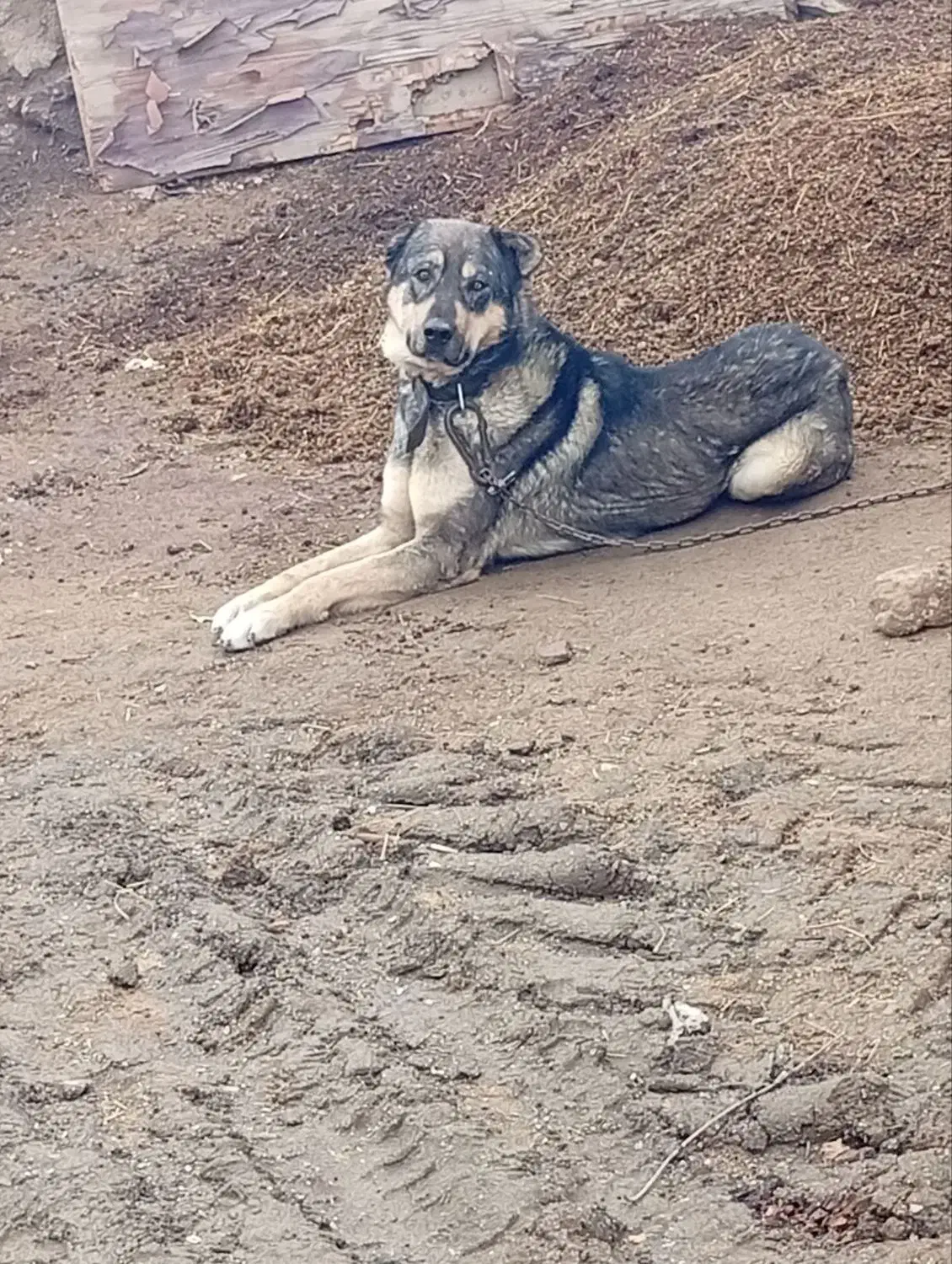 سگ پژدر|سگ|مریوان, |دیوار