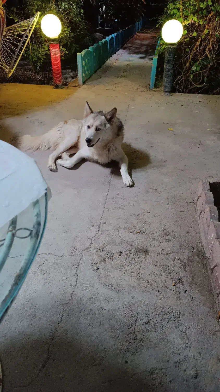 گمشده|سگ|خوی, |دیوار